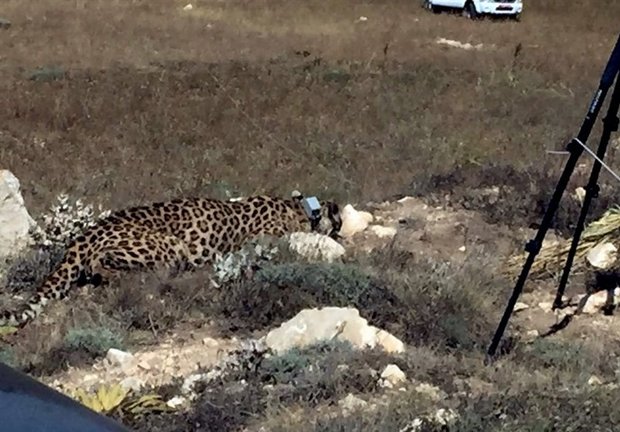 ورود دفتر بازرسی سازمان محیط زیست به پرونده مرگ هیرکان