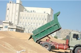 فعاليت 7500 كاميون براي جابه‌جايي محصولات كشاورزي گلستان/ كاميون‌داران براي جلوگيري از هدررفت گندم نسبت به درزگيري اقدام كنند