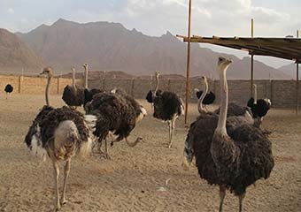 پوست یک و نیم میلیونی شترمرغ را به خاطر عدم صادرات دور می ریزیم!/ مسئولان همین که سنگ اندازی نکنند، خدا را شاکریم