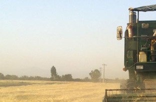 تحویل بیش از 31 هزار تن جو به مراکز جمع‌آوری در گلستان/ فروش 96 درصد جو جمع‎آوری شده از طریق بورس