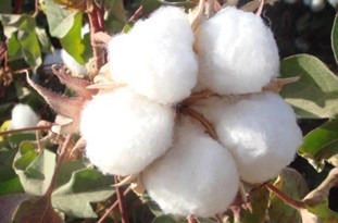 توزیع بذر پنبه تا پایان برداشت گندم ادامه دارد/ محصول پنبه در رونق تولید و اشتغال حائز اهمیت است