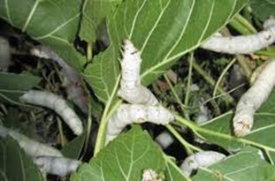 اعلام قیمت خرید تضمینی پیله تر ابریشم/ رتبه سوم گلستان در تولید پیله تر