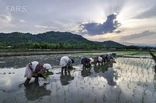 آمارهای ضد و نقیض برای میزان مصرف آب در کشت شالی/ کشت شالی تهدیدی برای منابع آبی گلستان یا کمک به صرفه‎جویی در مصرف آب؟