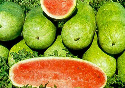 برداشت هندوانه گلستان