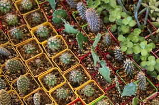 صنعت گل و گیاه در گلستان ایران تشنه است/ تنها 30 تولید کننده گل و گیاه در گلستان فعالیت می‎کنند/ عدم حمایت مناسب، صنعت گل و گیاه در گلستان را پژمرده کرده است