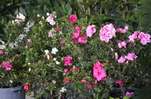 گلستانی که با گل غریبه است/ کشت و پرورش گل زمینه‌ساز تولید ثروت و جذب گردشگر