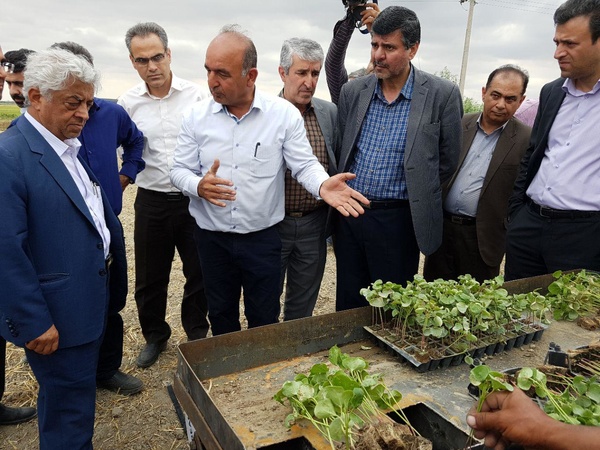 مصرف آب در کشت نشایی 40 درصد کاهش یافت