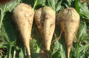 آغاز برداشت چغندرقند در علیآبادکتول