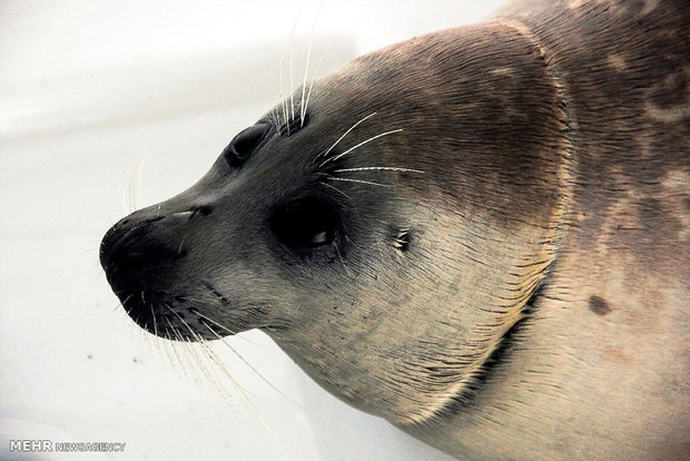 برگزاری نمایشگاه ویدئو چیدمان «برای فُک خزری» در گرگان