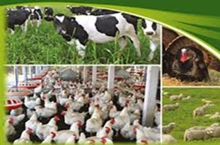 نمایشگاه بین‎المللی صنعت دام و طیور در گلستان گشایش می‎یابد