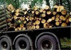 کشف محموله قاچاق چوب درختان انجیلی در گلستان