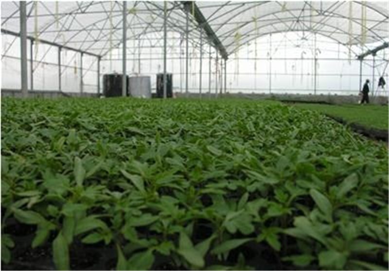 کشت نشائی محصولات سبب صرفه جویی آب کشاورزی در استان گلستان می‎شود