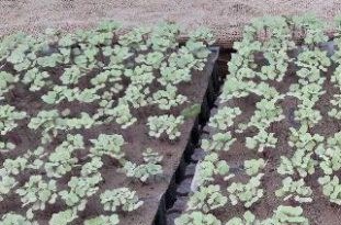 گذر از بحران آب با ترویج کشت نشایی محصولات زراعی/ 100 هکتار از اراضی گلستان زیر کشت نشایی پنبه میرود