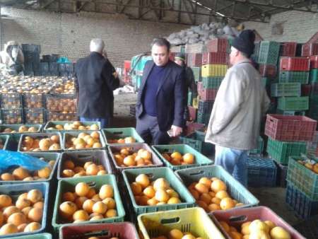 طلب باغداران گلستان بابت پرتقال تحویلی در زمستان تسویه شد