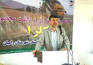 جشن شکرگذاری آغاز برداشت کلزا در گلستان