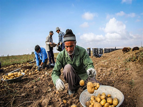 آغاز برداشت 130 هزار تن سیب زمینی در گلستان