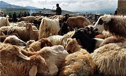 نارضایتی دامداران گلستانی از وضعیت خوراک دام