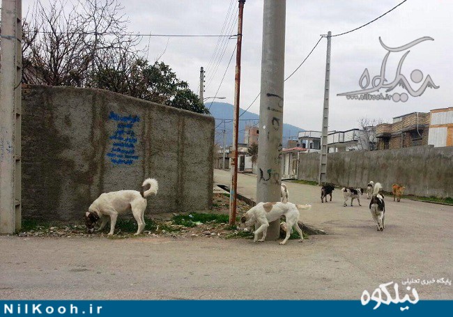  وحشت مردم از اکران 