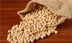 مشکلات سویاکاران گلستانی در خصوص بذرهای مناسب/ پروژه تحقیقاتی برای عدم غلاف‌‌بندی سویا در مرکز تحقیقات اجرا می‌شود