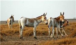 ماجرای گورخرهایی که وزیر صنعت را عصبانی کرده‌اند 