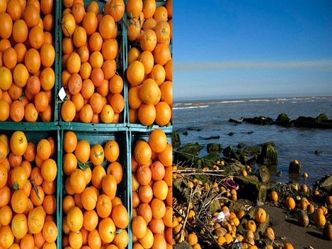 آخرین ضربه دولت به تولید کننده ایرانی ۶۰۰ هزار تن پرتقال ترکیه در راه ایران است