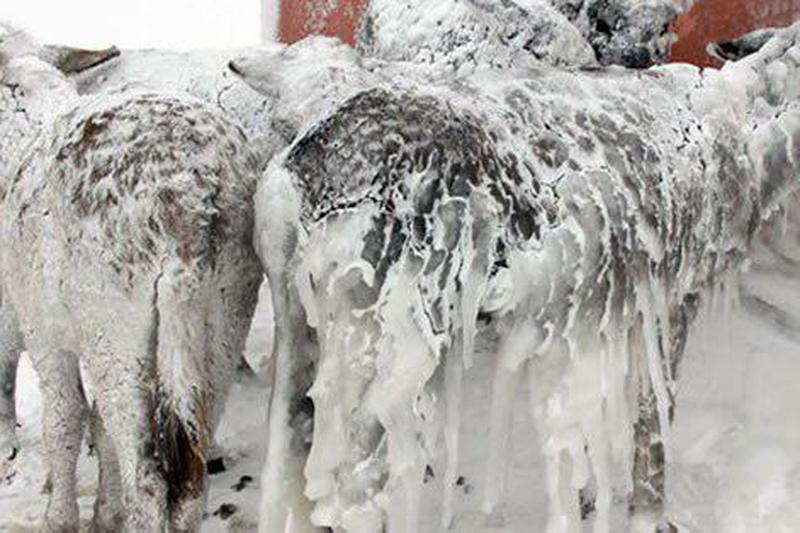 الاغهایی که در اثر سرما منجمد شدهاند! + عکس