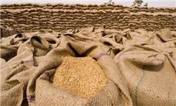 کارشناس دانه‎های روغنی سازمان جهاد کشاورزی گلستان عنوان کرد افزایش 27 درصدی عملکرد زراعت گندم با کشت کلزا/ 60 هزار هکتار از اراضی گلستان زیر کشت کلزا می‎روند