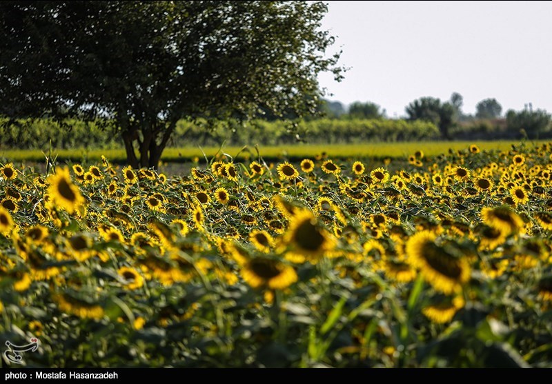  مدیرکل شرکت غله گلستان: بیش از ۱۲۰۰ تن دانه روغنی آفتابگردان در استان گلستان خریداری شد 