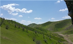 پیش‎بینی تولید 12 هزار تنی زیتون از اراضی شیب‎دار گلستان