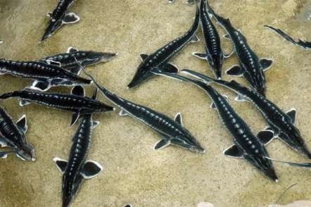 سه گونه ماهیان خاویاری در معرض خطر انقراض+عکس