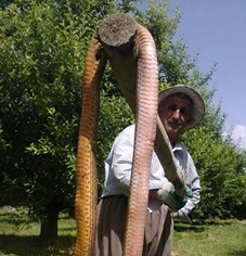 شکار مار غول پیکر در اشنویه + عکس 