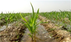 بحران مواد آلی خاک در گلستان