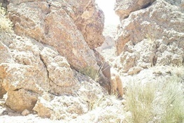 مشاهده گربه پالاس در تهران/ تصویری از پرسه یک پلنگ در فیروزکوه