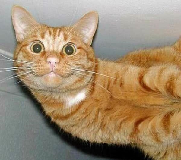 واردات سنجاق قفلي، خاك گربه، سنگ قبر و خون حيوان در 