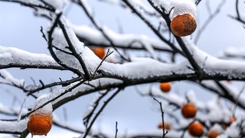 کشاورزان خسارت دیده از سرما در انتظار تسهیلات هستند