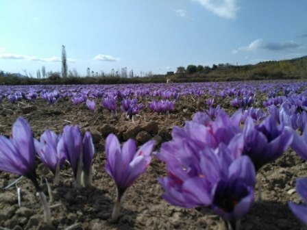  فعالیت 4 واحد بسته بندی زعفران در گلستان