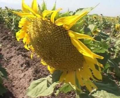 قیمت تضمینی خرید آفتابگردان 2 هزار و 664 تومان اعلام شد/ 3 مرکز خرید آفتابگردان در گلستان وجود دارد