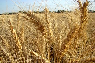 آموزش‌های بخش کشاورزی با کمک رسانه‌ها به دورترین روستاهای گلستان منتقل کردیم