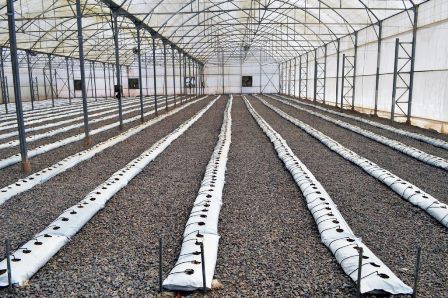 گلخانه پیشرفته ای که از صفر تا صد توسط جوان ایرانی ساخته شد/ توسعه طرح سازه اسپانیایی گلخانه در پهناورترین استان کشور