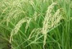 ۳۰ درصد مزارع شالی گلستان در حال خشک‌شدن است/ فقر سفره‌های زیرزمینی در استان