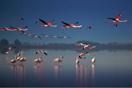 مشکل پس روی آب خلیج گرگان یک مساله فرا استانی و ملی است