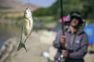 مسابقات ماهیگیری در گنبدکاووس برگزار شد