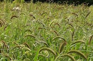 بسیاری از مشکلات با انقلاب صنعتی چهارم قابل حل است/ نقشه مدیریت علف‎های هرز تدوین می‎شود