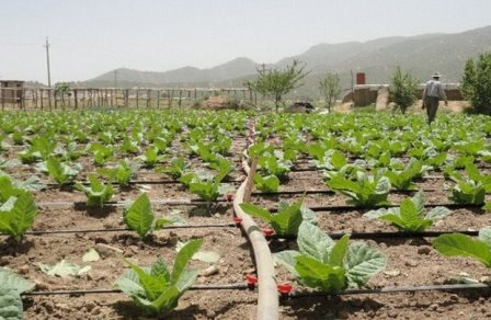 ۱۶۲ پروژه جهاد کشاورزی گلستان در هفته دولت بهره برداری می شود