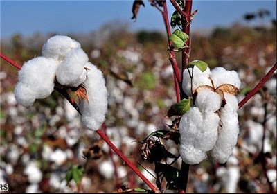  بیش از ۲۰ هزار تن وش پنبه در استان گلستان تولید می‌شود 