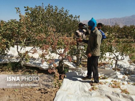 دل‌های خونین پسته‌کاران، جیب‌های رنگین دلالان