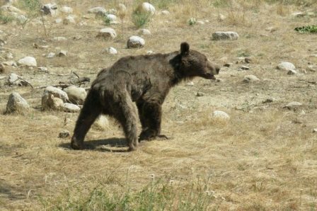 مرگ خرس قهوه ای پارک ملی گلستان در هاله ابهام