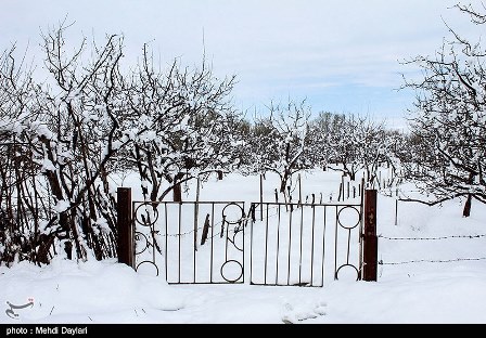 پرداخت تسهیلات به خسارت‌دیدگان ‌سرما‌ تا ده روز آینده آغاز می‌شود‌ 