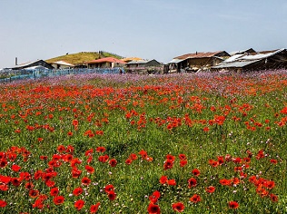 عکس/ مطمئن باشید اینجا ایران است 