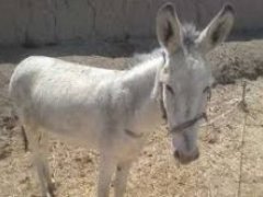 مرگ کودک ۹ ساله هشترودی بر اثر گازگرفتگی الاغ